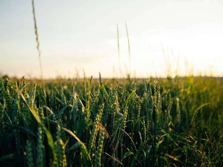 green wheat field during daytime